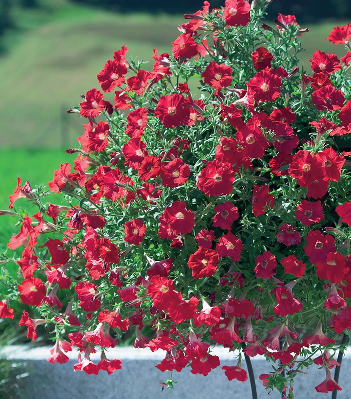 Петуния каскадная (ампельная) Дип ред